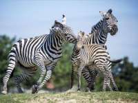 Zebracsikók születtek a veszprémi állatkertben